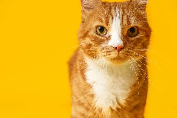 Funny Red Cat Yellow Background — Stock Photo, Image