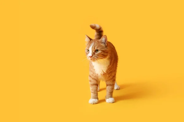 Gato Vermelho Engraçado Fundo Amarelo — Fotografia de Stock