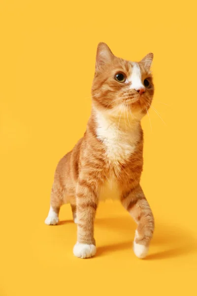 Vtipná Červená Kočka Žlutém Pozadí — Stock fotografie