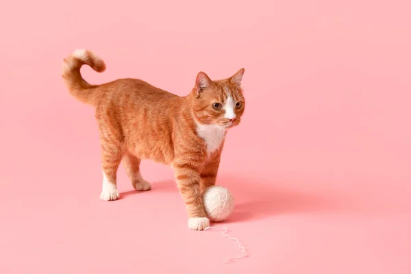 Funny Red Cat Ball Thread Pink Background — Stock Photo, Image