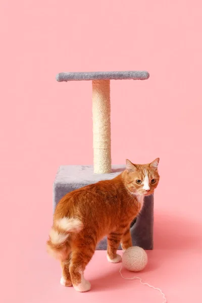 Funny red cat near scratching post on pink background