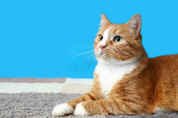 Смішний Червоний Кіт Лежить Килимі Синьому Фоні — стокове фото