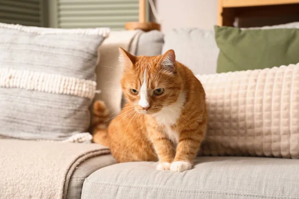 Evdeki Kanepede Komik Kırmızı Kedi — Stok fotoğraf