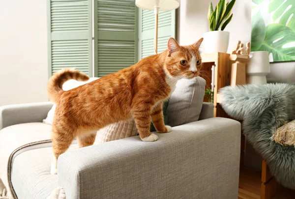 Lustige Neugierige Rote Katze Auf Sofa Hause — Stockfoto
