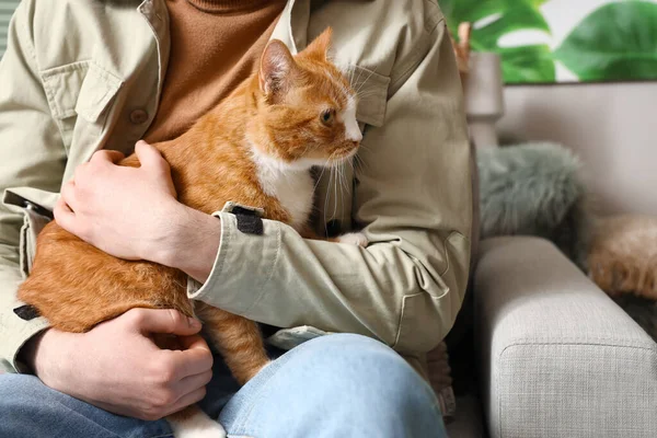 Funny red cat with owner at home