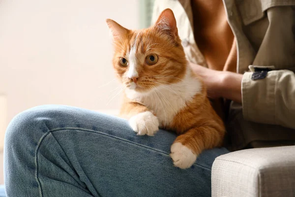 Funny Red Cat Owner Home — Stock Photo, Image