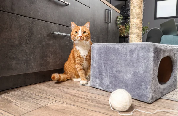 Evdeki Tırmalama Direğinin Yanındaki Komik Kırmızı Kedi — Stok fotoğraf