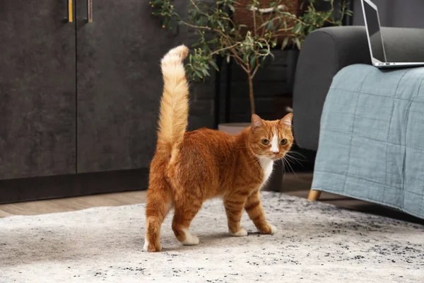 Evdeki Komik Kırmızı Kedi — Stok fotoğraf