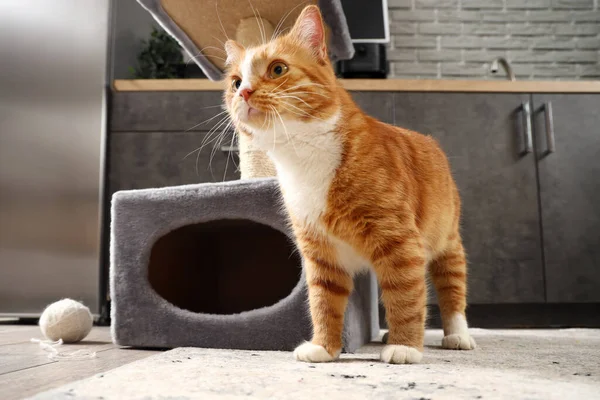 Evdeki Komik Kırmızı Kedi — Stok fotoğraf