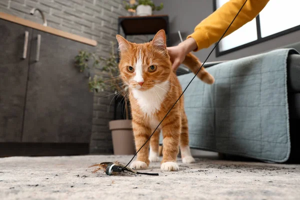 Komik Kırmızı Kedi Sahibiyle Oynuyor — Stok fotoğraf