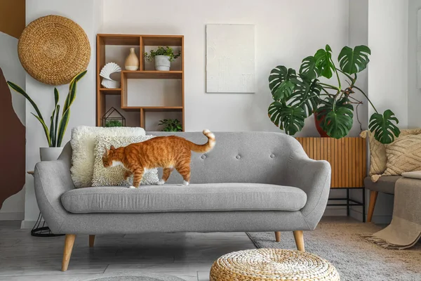 Funny red cat on sofa in living room