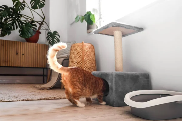 Odada Tırmalama Direğinin Yanındaki Komik Kedi — Stok fotoğraf