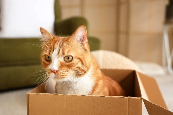 Funny Red Cat Sitting Cardboard Box Home — Stock Photo, Image