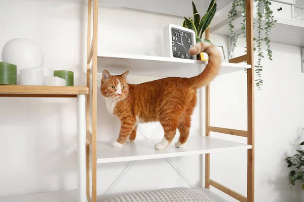 Funny Curious Red Cat Shelf Unit Home — Stock Photo, Image