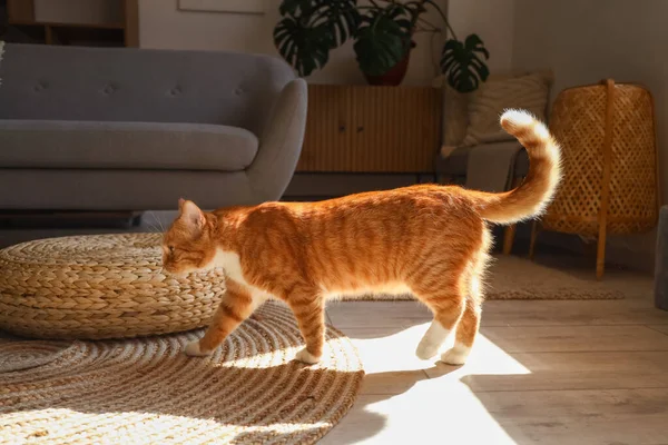 Lustige Rote Katze Hause — Stockfoto
