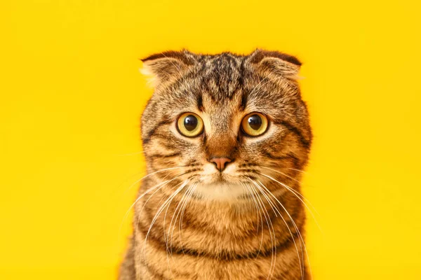Ριγέ Scottish Φορές Γάτα Κίτρινο Φόντο — Φωτογραφία Αρχείου