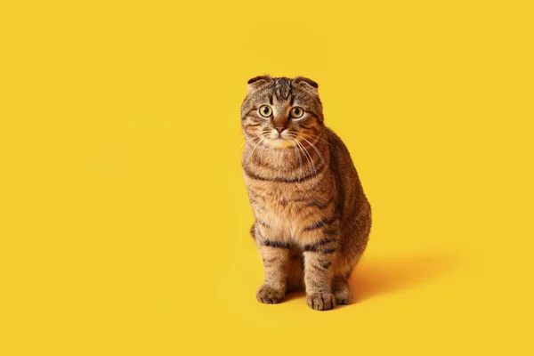 Ριγέ Scottish Φορές Γάτα Κίτρινο Φόντο — Φωτογραφία Αρχείου