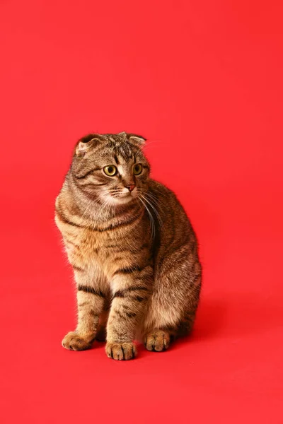 Шотландський Кіт Червоному Фоні — стокове фото
