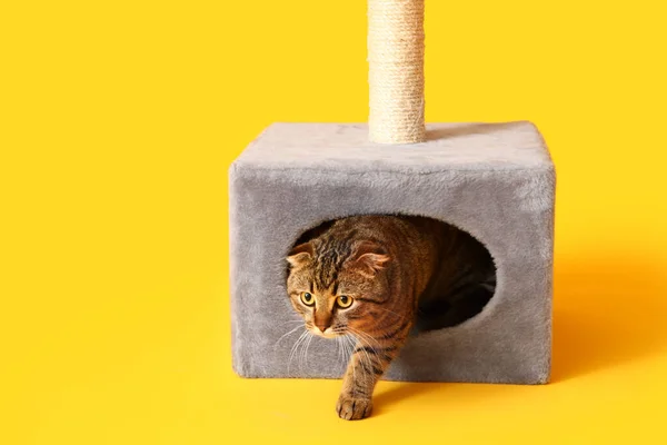 Proužkované Skotské Složit Kočka Dostat Domu Žlutém Pozadí — Stock fotografie