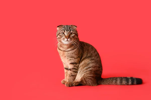 Шотландський Кіт Червоному Фоні — стокове фото
