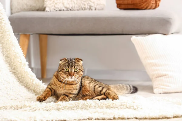 Ριγέ Scottish Fold Γάτα Που Βρίσκεται Στο Καρό Στο Σπίτι — Φωτογραφία Αρχείου