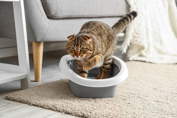 Funny cat in litter box at home