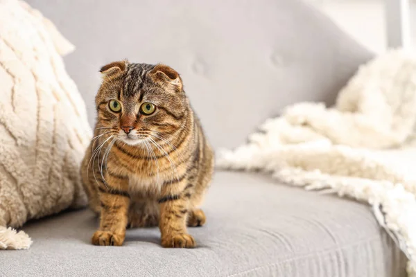 Striped Scottish Fold Cat Sofa Home — Stock Photo, Image