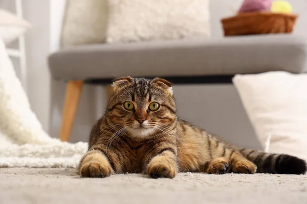 Полосатая Шотландская Кошка Лежит Дома Ковре — стоковое фото