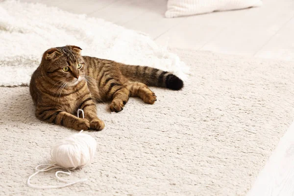Kucing Lipatan Skotlandia Bergaris Tergeletak Karpet Rumah — Stok Foto