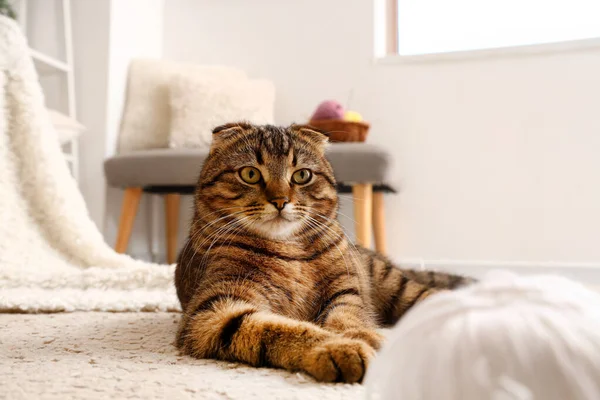 Raidallinen Scottish Kertainen Kissa Makaa Matolla Kotona — kuvapankkivalokuva