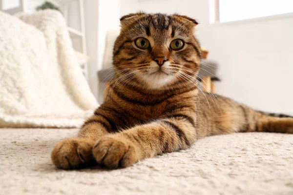 自宅でカーペットの上に横たわるスコットランドの折り畳み猫 — ストック写真
