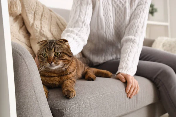 Randig Skotsk Fold Katt Med Ägare Soffan Hemma — Stockfoto