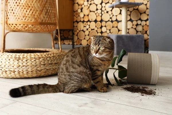 Niedliche Katze Und Umgeworfener Topf Mit Zimmerpflanze Auf Dem Boden — Stockfoto