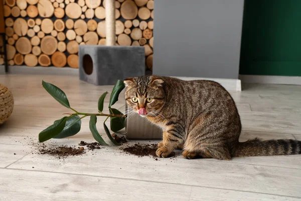 可爱的猫和落在地板上的盆栽 — 图库照片