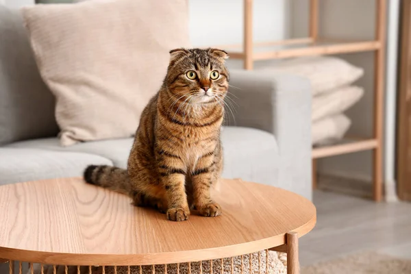 苏格兰带褶皱的猫坐在家里的桌子上 — 图库照片