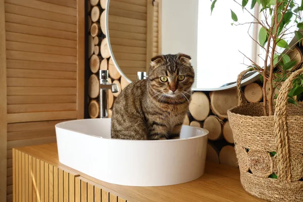 Striped Scottish Fold Cat Bathroom Sink — Stock Photo, Image