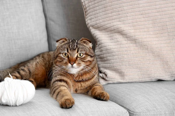 Striped Scottish Fold Cat Ball Thread Lying Sofa Home — Stock Photo, Image