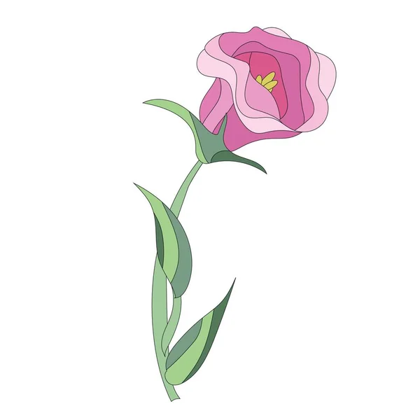Beautiful pink eustoma flower on white background