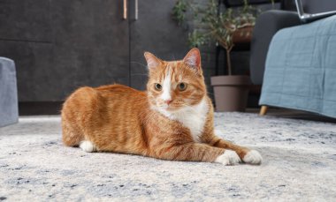 Komik kırmızı kedi evde oyuncakla oynuyor.