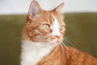 Evdeki kanepede komik kırmızı kedi