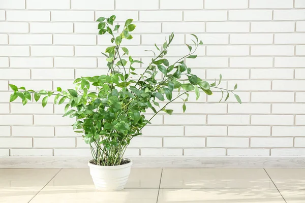 Green Houseplant Pobliżu Ściany Białej Cegły Pokoju — Zdjęcie stockowe