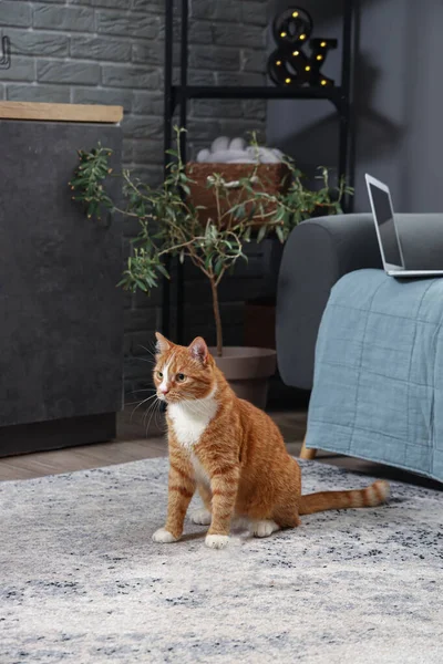 Rolig Röd Katt Leker Med Ägaren Hemma — Stockfoto