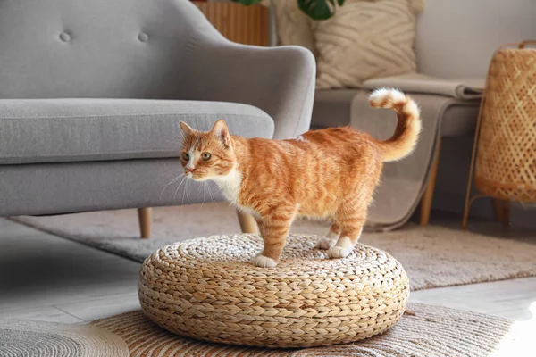 Funny Red Cat Wicker Pouf Home — Stock Photo, Image