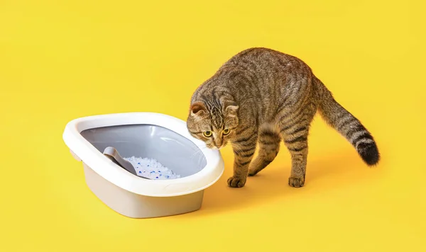 Cat near litter box on yellow background