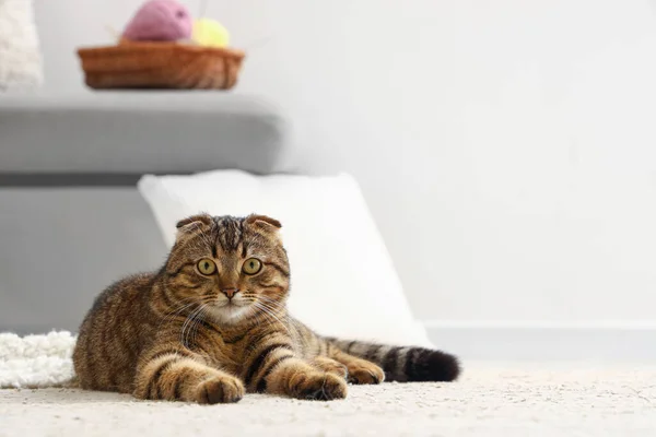 Çizgili Skoç Kedisi Evde Halıda Yatıyor — Stok fotoğraf