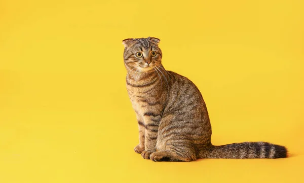Шотландський Кіт Жовтому Фоні — стокове фото