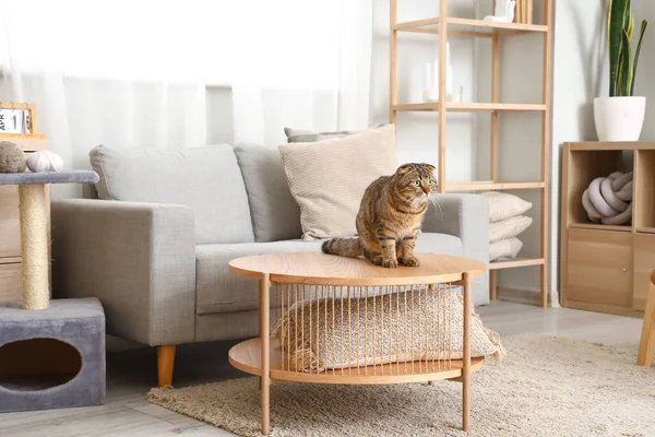 Striped Scottish Fold Cat Sitting Table Home — Stock Photo, Image