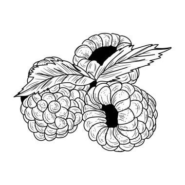 beyaz zemin üzerinde olgunlaşmış ahududu