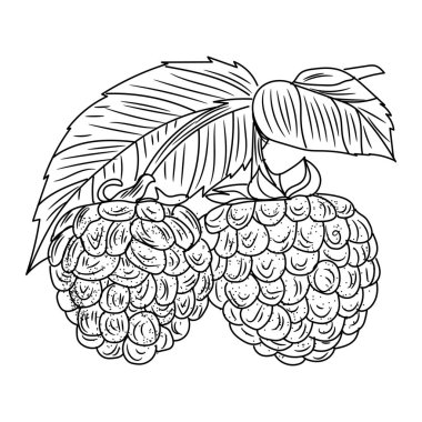 beyaz zemin üzerinde olgunlaşmış ahududu