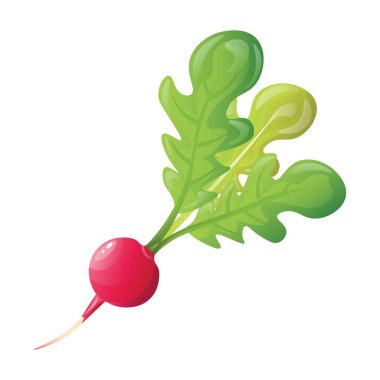 beyaz zemin üzerinde olgunlaşmış turp